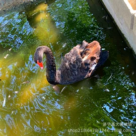 鲜/活禽类;皮毛工艺品;景观雕塑