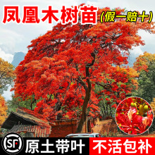 �P��ľ����t��麴��ͥԺ���^����G��ֲ�ﱱ��Ժ���L���䲻���~