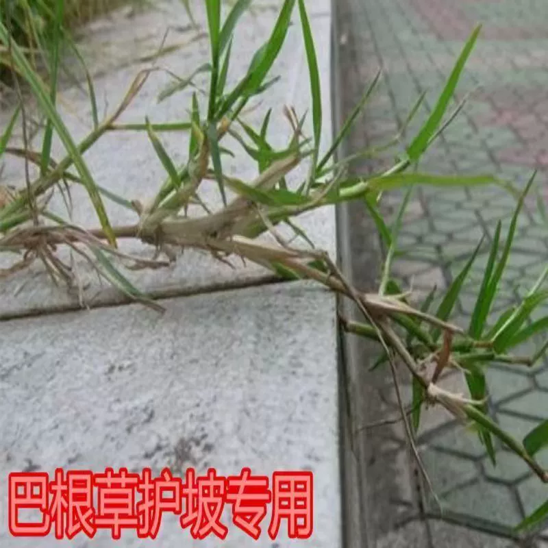 Семена бакопы, железная трава, семена травы для защиты склонов, ползучая трава, ползучая трава, семена для защиты склонов для предотвращения эрозии почвы.