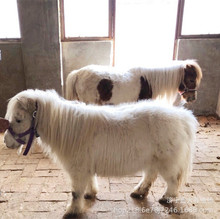 �Ȍ�չ�T��С���R�������U ���^��܇���R ��ͯ�T�˰��_�R���w�r��