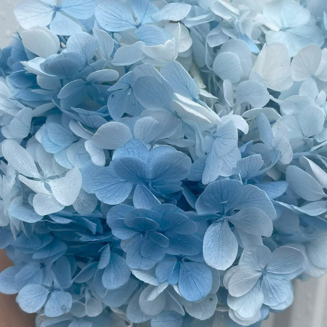 ✅ Flores secas flores eternas hortenida color gradiente material hecho a mano bolsa de calzado de boda cubierta de vidrio grupo de construcción de flores actividades