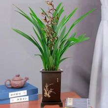 墨兰盆栽兰花盆栽室内办公室四季常青冬季开花绿植盆栽墨兰花苗