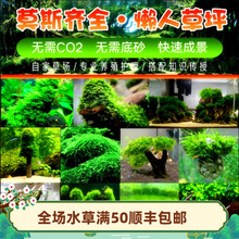 鹿角苔水草 鹿角苔水草品牌 图片 价格 鹿角苔水草批发 阿里巴巴