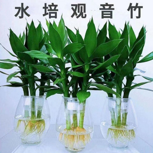 Hydroponic Plants Guanyin Bamboo Water Culture Indoor Potted Florals Living Room Green Plants Guanyin Bamboo Source Factory One Piece Wholesale
