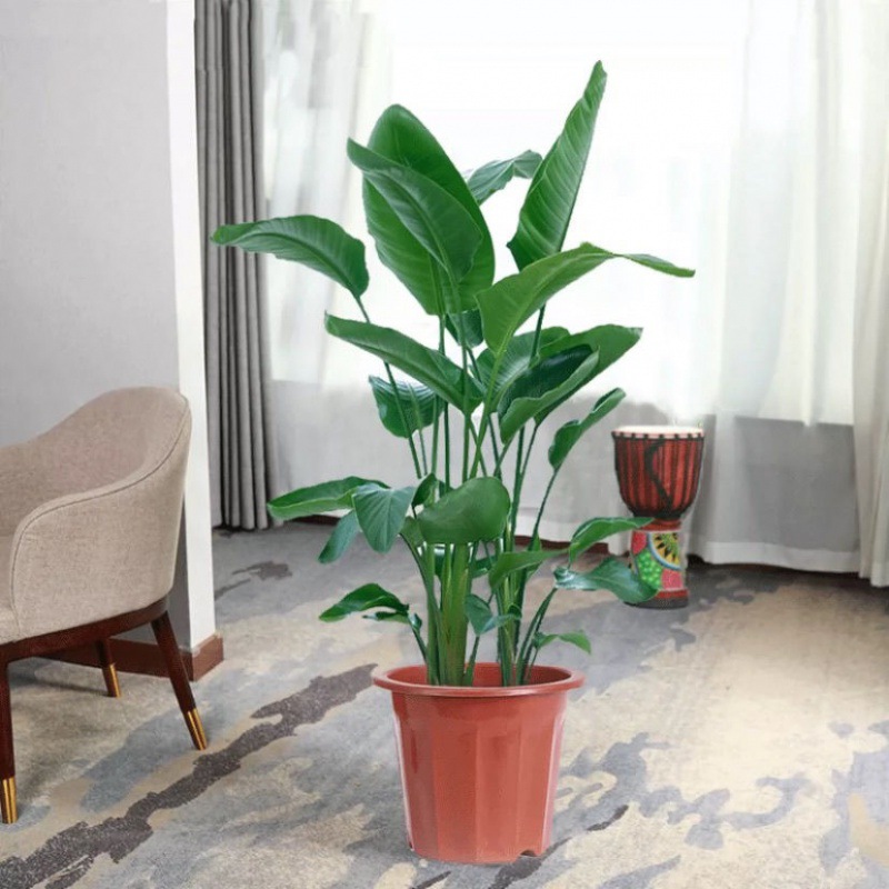 원래 토양이있는 원래 분지