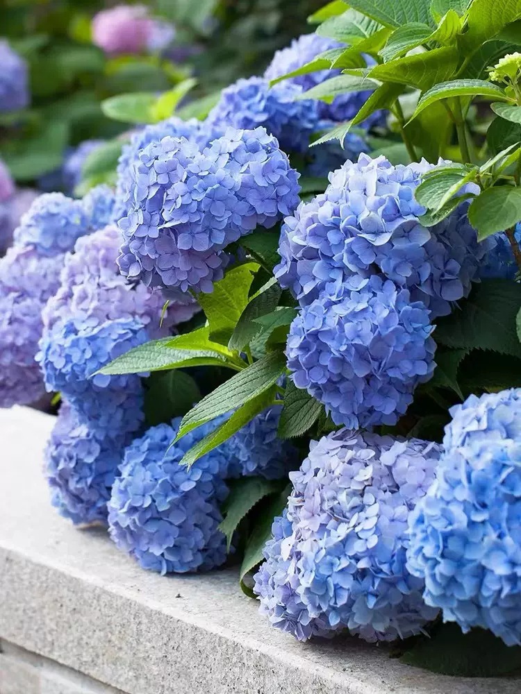 无尽夏绣球花苗四季开花盆栽花卉绿植庭院阳台工程苗带花老桩树苗