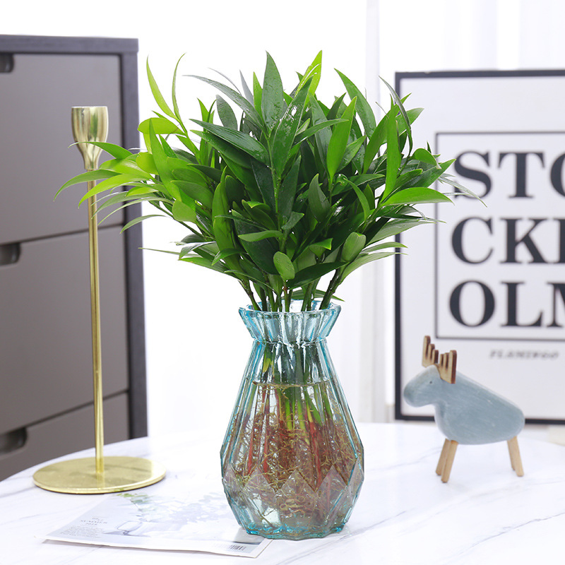 대나무와 편백나무 10그루 + [블루다이아몬드병 + 영양액]