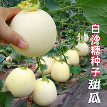 ��������ϷN����ϷN�ӱ�������ϷN���ļ���ϷN������۷N��