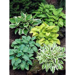 ��߅���~�������������^�~���ֲ���̨ͥԺ�@�ֻ��������쾰����