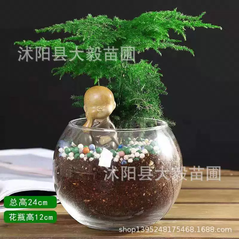 Спаржа Горшечное растение очистка воздуха в помещении зеленое растение гостиная цветок Офис бонсай вечнозеленое маленькое растение в горшке