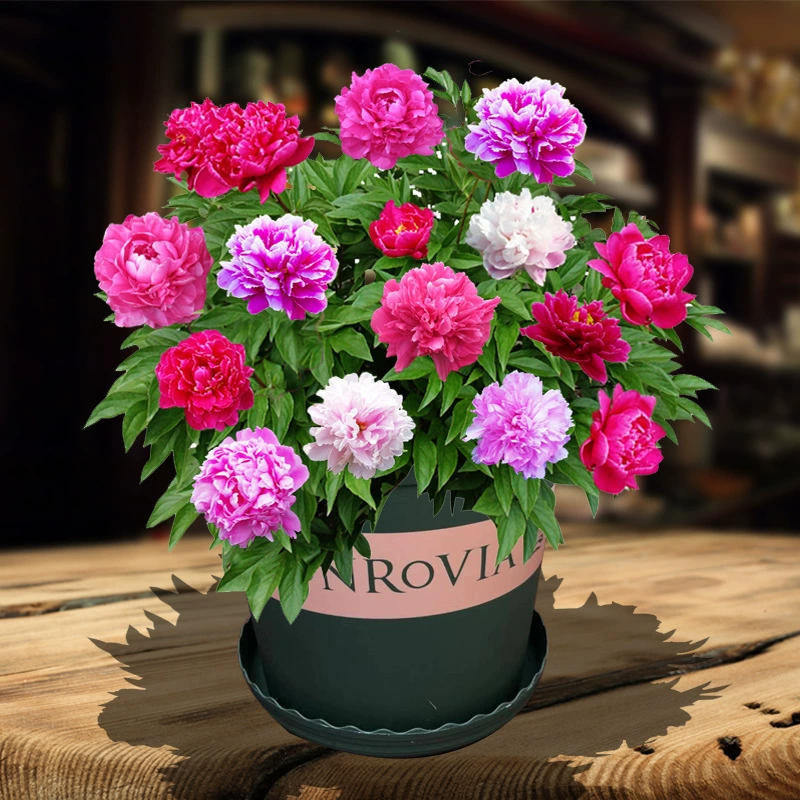 3 штуки по 9,9 юаней, подходят для осеннего и зимнего посадки семян цветов, блоков корней пиона, внутреннего и наружного балкона, легко выращиваются в горшках в любое время года.