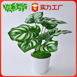 ����ֲ��Gֲ�����b��~��9��â���~ֲ���ļٻ��^�z�ָ��~