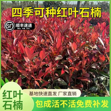 一件代发耐寒红叶石楠球庭院球形园林绿化植物围墙绿篱四季常青小