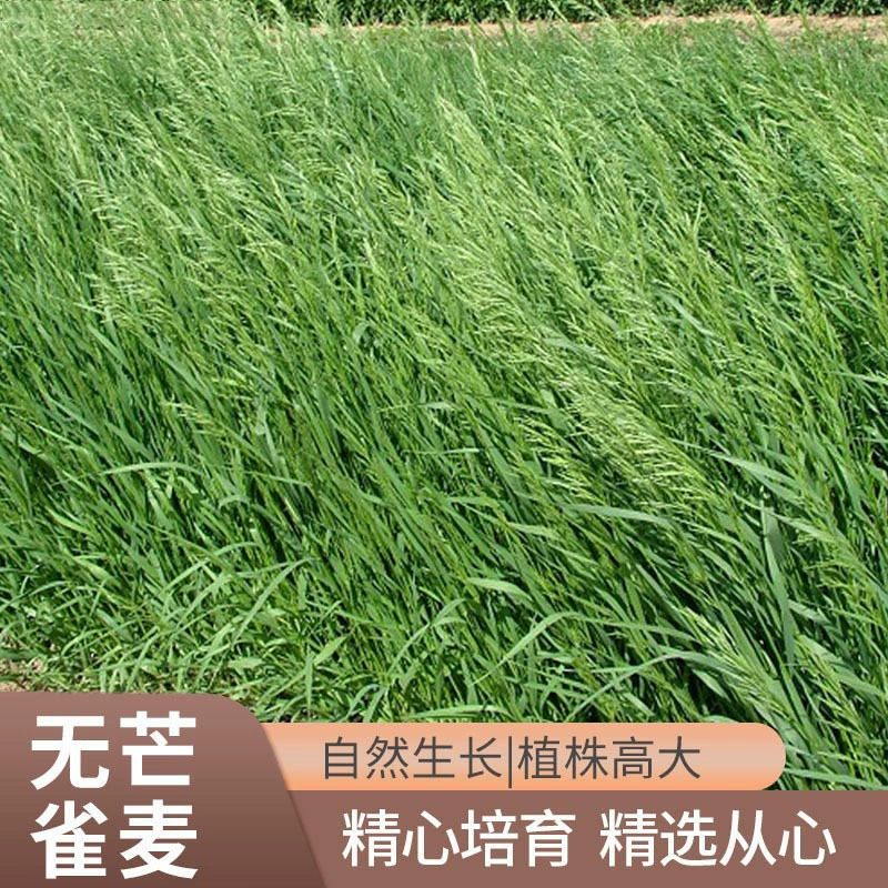 Оптовые бесцельные семена бромеграса семена трав Семена бромеграс
