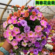 重瓣百万小玲舞春花矮牵牛盆栽花卉四季开花室内庭院阳台好养