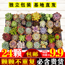 40�w��������С�F؛�Ϙ��M��һ��һ��ֲ����ʯ���M���������l