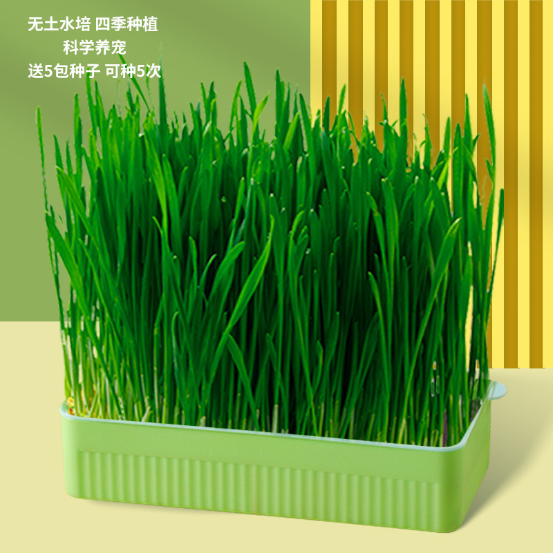 CAT Grass hidropónico ordinario