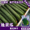 Cucumber seeds Cucumber seeds Vegetable Vegetable Vegetable Vegetable Rapeseed Crusade Seed Company Four Seasons Sowing