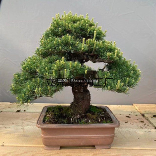 羅漢松盆景老樁松樹迎客松造型花卉盆栽真柏黃楊五針松室內外好養