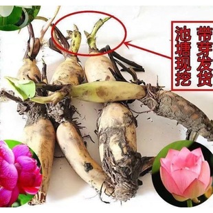 Wholesale Ornamental Lotus Seed Lotus Potted Lotus Seedlings Pond Hydroponic Plants Water Lily Lotus Seeds Lotus Root Seedlings