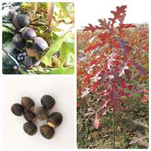 娜塔栎种子娜塔栎种籽彩叶树风景树种子橡子树种子四季庭院优标准