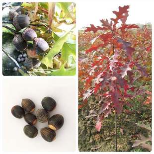 Nata Quercus Seed Nata Quercus Seed Colorful Leaf Tree Landscape Tree Seed Acorn Tree Seed Four Seasons Courtyard Excellent Standard