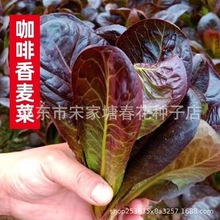 咖啡香麥菜種子紫葉生吃脆甜生吃種子耐寒抗病四季播陽台庭院蔬菜