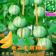 盆栽甜瓜种子法国进口夏朗甜瓜种子高产新鲜甜瓜种子皮薄阳台盆载