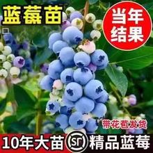 {ݮ{ݮ籱ϷNֲļ䱡Fش̨Ԏ