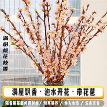 ����ˮ�_������֦�t÷�G÷����ˮ�_��ѩ���r�иɘ�֦�҃�ˮ���Ʒ