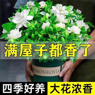Special Fertilizer for Gardenia Potted Plants That Bloom in All Seasons, Indoor Green Plants, Balcony Hydroponic Green Plants, and Nine-Leaf Fragrant Plants