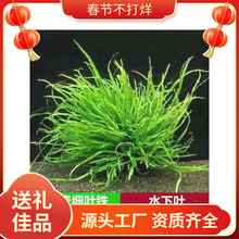 �������~�F�ʹ�ˮ���~�׺󾰵�ˮ�~�r�쾰������֑��˃�������