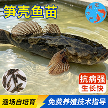 杂交笋壳鱼苗云斑尖塘鳢鱼苗泰国笋壳鱼苗木头鱼淡水养殖沙塘鳢