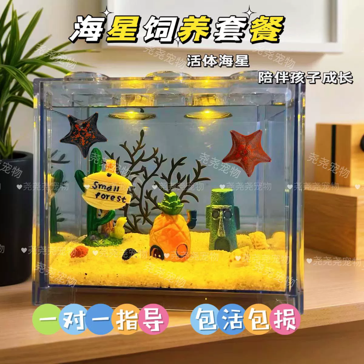 Детский подарок, сетка для кормления домашних животных, настольная декоративная сетка для домашних животных Yaoyao, легко расти, ленивая мини-маленькая упаковка, красная морская звезда