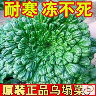 Original Authentic Wuta Vegetable Seeds, Special Cold-Resistant Overwintering Vegetables, Small Eight-Leaf Vegetable Seeds, Autumn and Winter Chrysanthemum Seeds