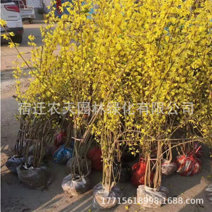 ӭ�����紹�������B�N������ͥԺ�̨�G�������Ե��������ͺ�ֲ��