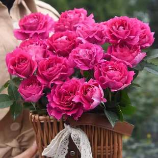 The Garden Next Door Cutting Arabian Nights 1 Gallon Original Pot Original Soil Fragrance Rose Balcony Courtyard Terrace
