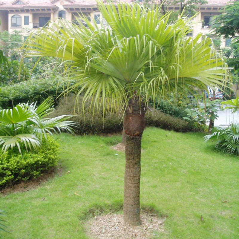 Оптовая Прямая продажа лесных семян, недавно собранные семена Пу Квай, также известный как вентилятор лист Квай семена, имеют большую скидку.