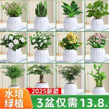 �G�}�j����Gֲ�lؔ�����ԗd�ӻ��k���҃�ֲ�ﻨ�ܶ���ˮ����B��