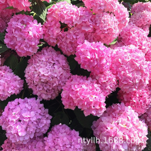 Balcony Florals and Green Plants Potted Hydrangea Seedlings Girl Hydrangea Courtyard Outdoor Plants Endless Summer Large Flower Ground Planting
