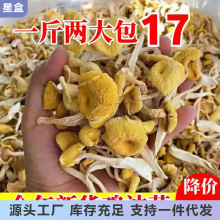 云南土特产鸡油菌干货黄丝菌榆黄菌无熏硫干货食用菌食材