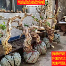 ���y���Ϙ��辰���������ͺ���������ֲ���ļ��_����ʳ�ÿ�ș��