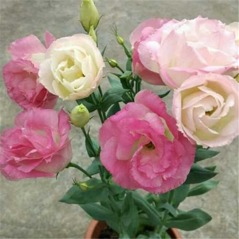 Семена лизиантуса, семена многолетника с двойным цветком для выращивания в горшках на балконе, всесезонные цветочные семена, семена лизиантуса