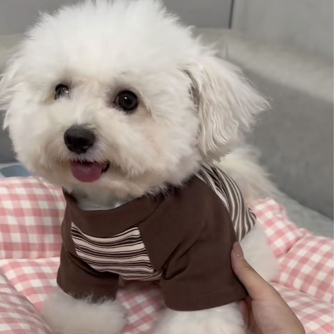 Gatos otoño invierno ropa accesorios rayas mascotas perros pequeños peleas de peluche que osos suministros de camiseta de base universal transfronterizos