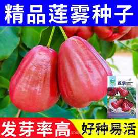 莲雾黑金刚种子四季播种阳台盆栽小院种植简单高产水果种子