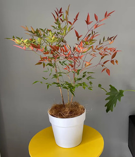 One-Piece Drop-Shipping Flame Nandina Red Leaf Bonsai Old Stump Foliage Engineering Greening Courtyard Decoration Nandina Cold-Resistant Pot