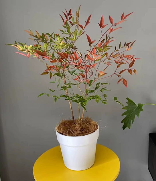 Цельный бонсай с пламенем нандины и красными листьями, старый сучок, листья, инженерное озеленение, украшение двора, морозостойкий горшок нандины.