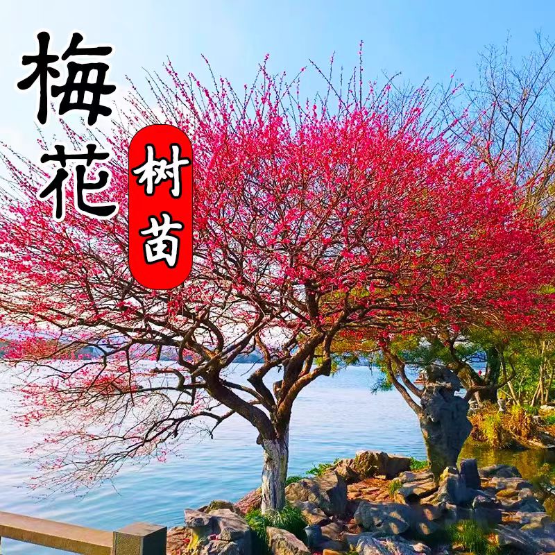 梅花树苗庭院盆栽室外耐寒冬梅红梅腊梅地栽开花盆景四季花卉植物