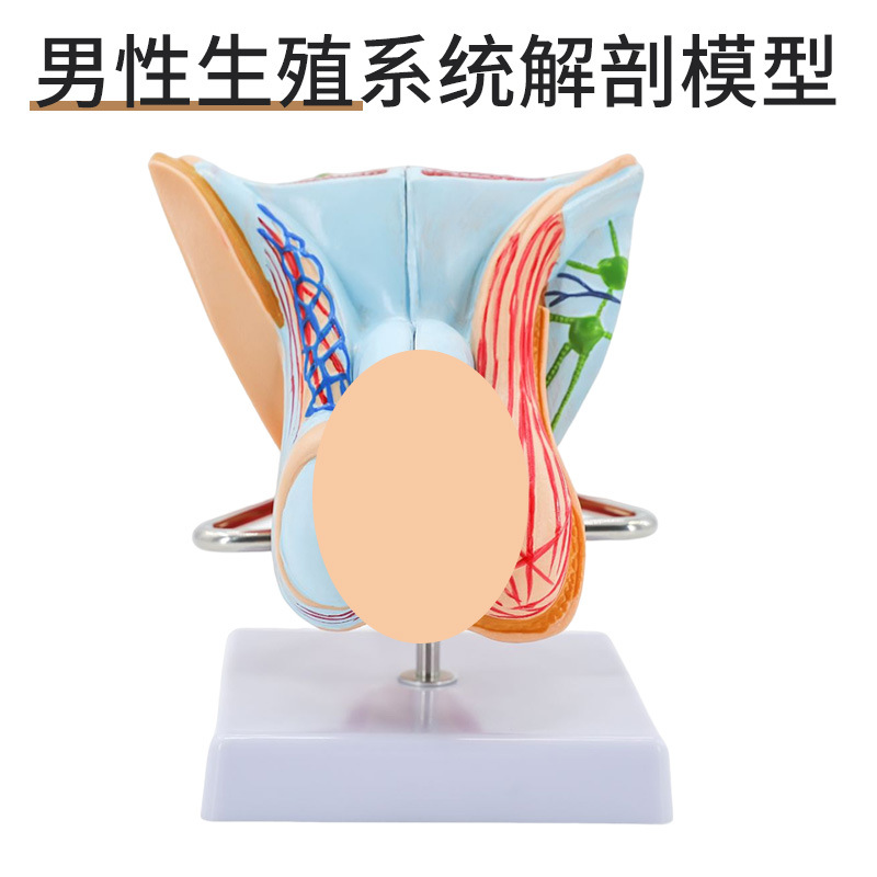 ����������ֳ����ģ�� ��̬������ֳ����ģ�� غ��ģ�� ����ģ��