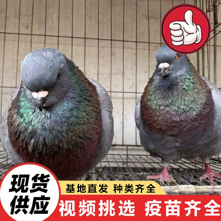 Праздничные торжества заканчиваются выпуском голубей мира, американских наземных голубей, живущих в дикой природе, домашних голубей, мясных голубей, белых королевских голубей.